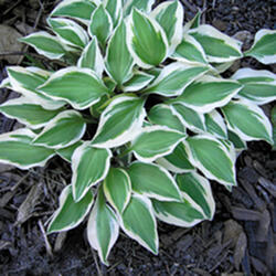 Search Results for 'Hosta'